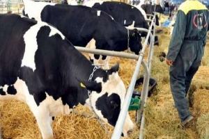 المغرب يكافح الحمى القلاعية بعد اكتشاف أبقار مصابة