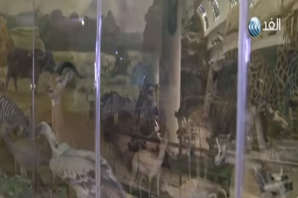 بالفيديو:تعرف على أقدم متحف حيوان بالشرق الأوسط