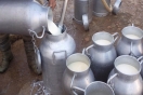 إتحاد الفلاحة يتوجّه برسالة طمأنة إلى المُستهلك التونسي بخصوص مخزون الحليب