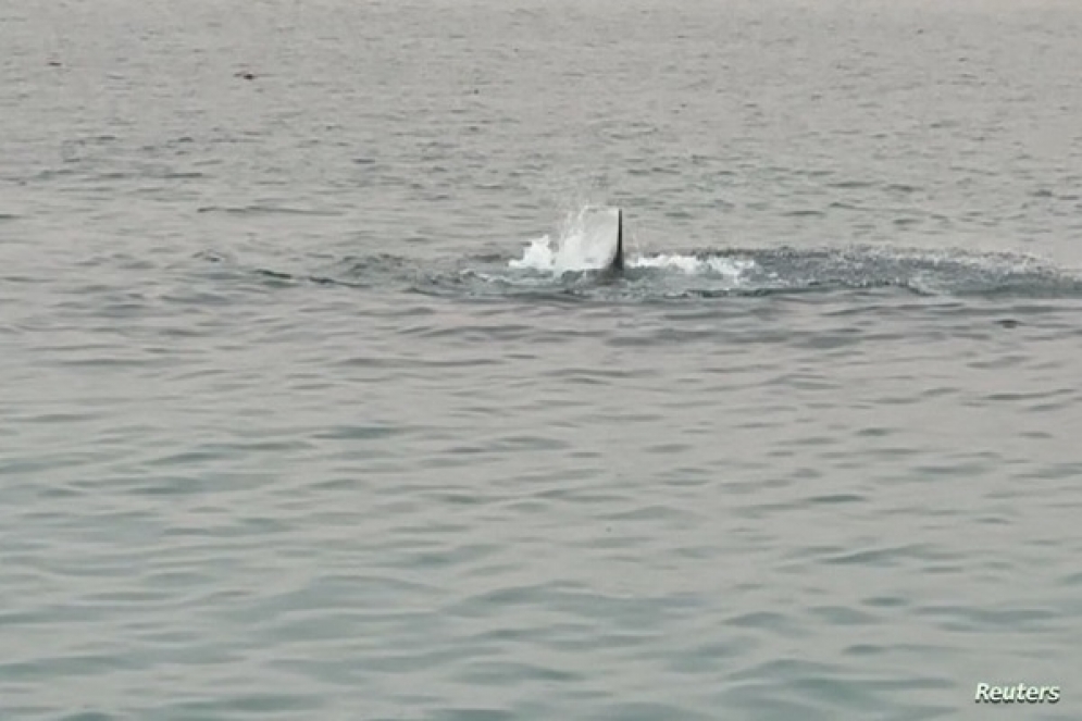 فيديو: خبير يُفسّر سبب هجوم &quot;القرش القاتل&quot; على السائح الروسي