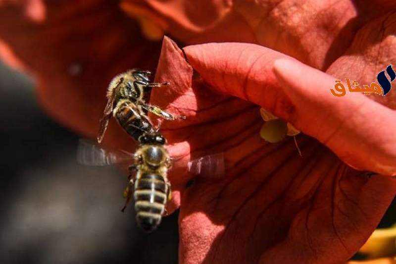 سمّ النحل يُعالج أكثر الأمراض خطورة على الإنسان!