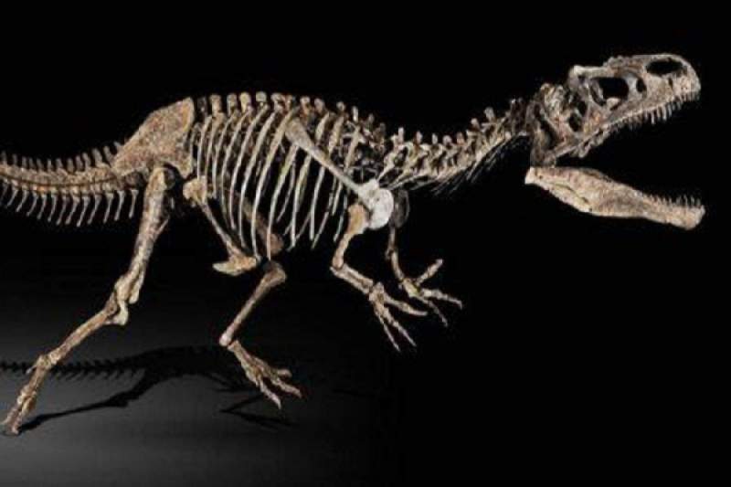 اكتشاف نوع جديد من الديناصورات في اليابان