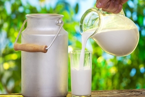 رئيس الاتحاد الجهوي للفلاحة بنابل: منظومة الحليب انهارت