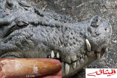 تطاوين: العثور على سن تمساح بطول 13 سم يعود تاريخها إلى 110 مليون سنة