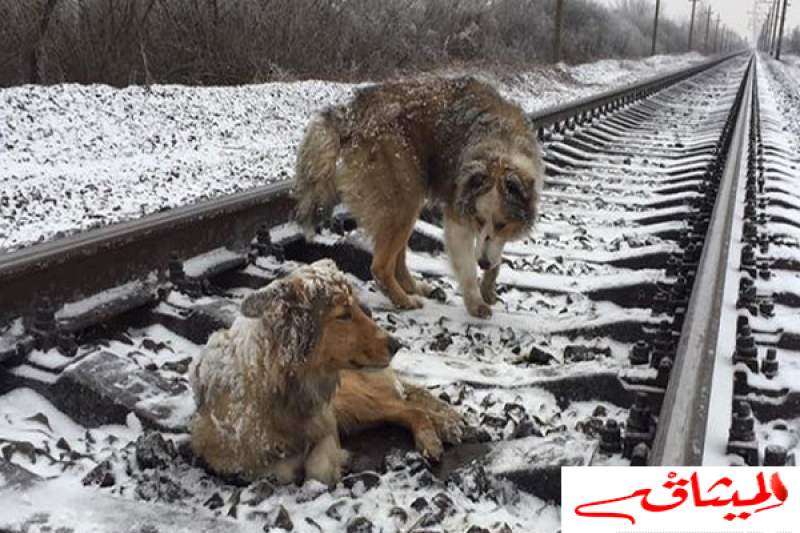 فيديو و صور:كلب يواجه الموت على سكة القطار لإنقاذ صديقه المُصاب