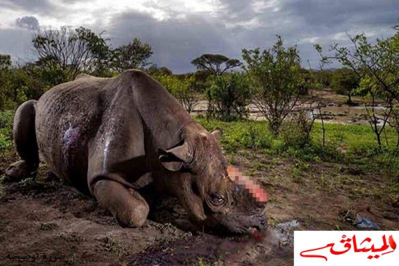 حديقة حيوانات بفرنسا:يقتلون وحيد القرن ويقطعون قرنه بمنشار