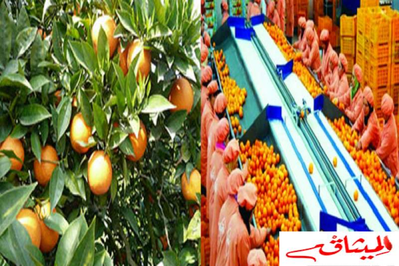 غدا: انطلاق أولى عمليات تصدير البرتقال