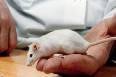 سلالة من الفئران تساعد على تطوير علاج لفيروس&quot;زيكا&quot;