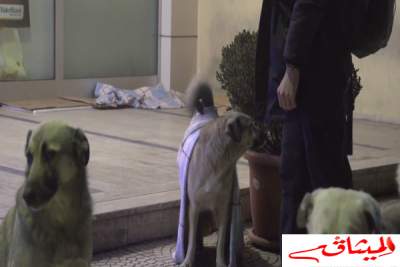 فيديو:مجمع تجاري يرأف بحال الكلاب في تركيا