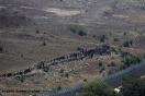 العشرات من السوريين يتجمعون قرب السياج الإسرائيلي على هضبة الجولان المحتلة