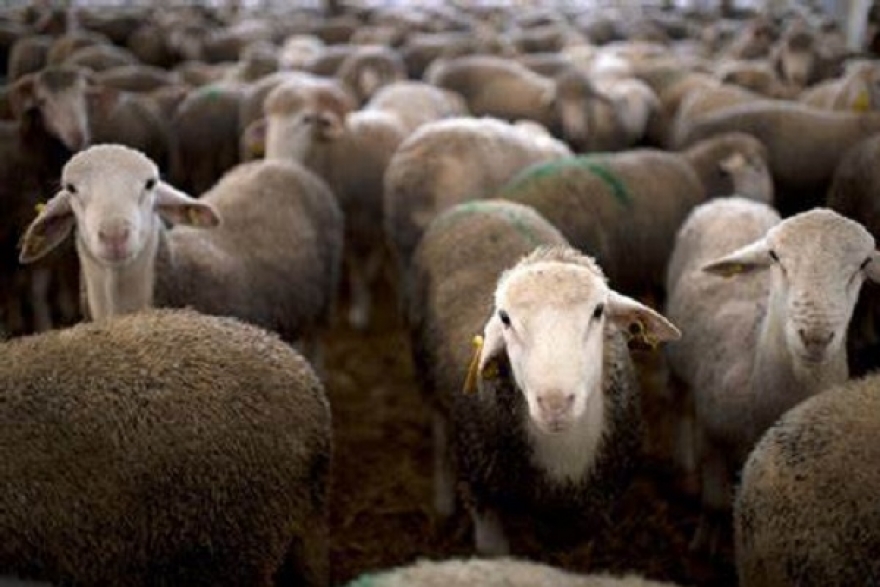 وزارة الفلاحة تصدر بلاغا حول الاستعداد لعيد الأضحى