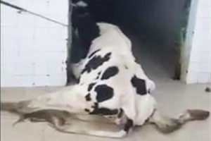 فتح تحقيق في ذبح أبقار مصابة بالسل بمسلخ بلدي في سوسة