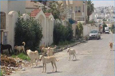 جبل الجلود:مواطن يتقدم بشكاية ضد كلب!!!