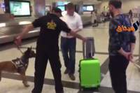 تركيا:كلاب بوليسية تفتش حقائب مسافرين قادمين من ألمانيا