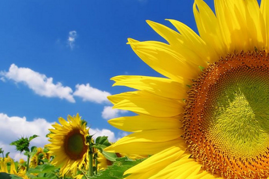 طقس اليوم الاثنين 23 جويلية 2018&nbsp;