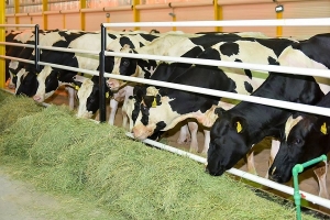 وزارة الفلاحة: التخفيض بـ30 دينار في سعر الطن الواحد من الأعلاف المُوجّهة للأبقار الحلوب