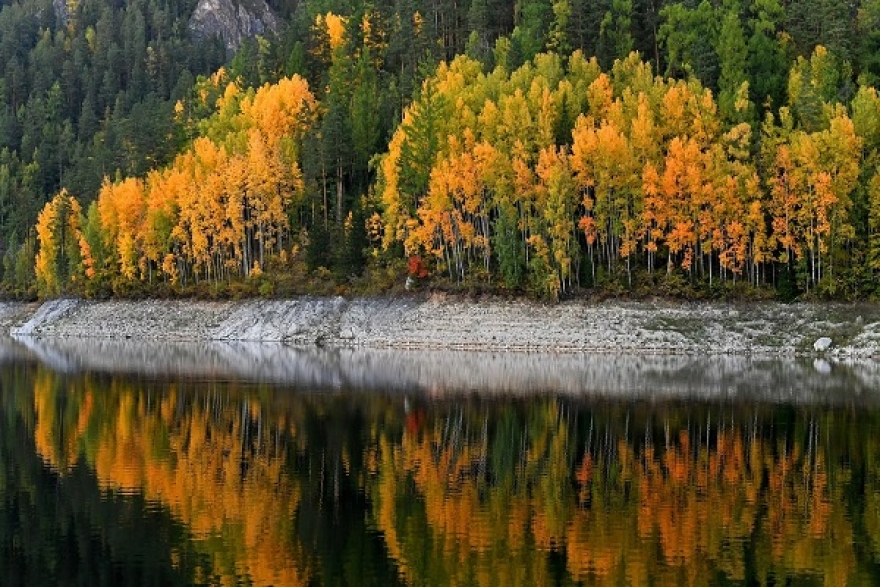 روسيا...باحثون يطورون تقنية جديدة لتنقية المياه باستخدام بذور الأشجار