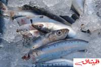 نوع جديد من سمك السردين يظهر لأول مرة في البحر المتوسط بسواحل غار الملح في بنزرت