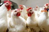 مدير عام المجمع المهني للدواجن: أزمة ارتفاع الأسعار انتهت