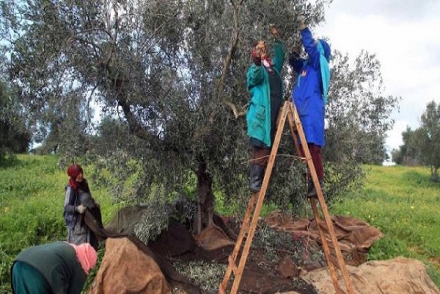 انطلاق موسم جني الزيتون في جندوبة وتوقعات ببلوغ الصابة 14700 طن