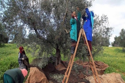 انطلاق موسم جني الزيتون في جندوبة وتوقعات ببلوغ الصابة 14700 طن