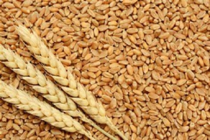 اتحاد الفلاحة يتوقع تجميع 500 ألف قنطار من البذور الممتازة