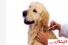في مُفتتح 2017:انطلاق حملة التلقيح ضد داء الكلب