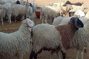 تحديد السعر المرجعي لأضاحي العيد لهذه السنة