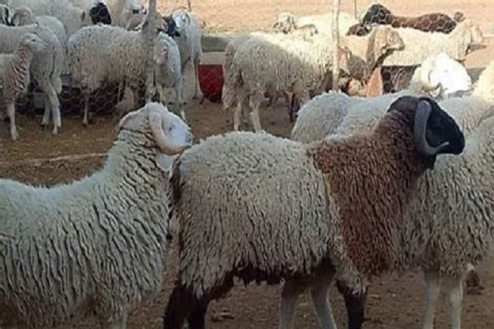 تحديد السعر المرجعي لأضاحي العيد لهذه السنة