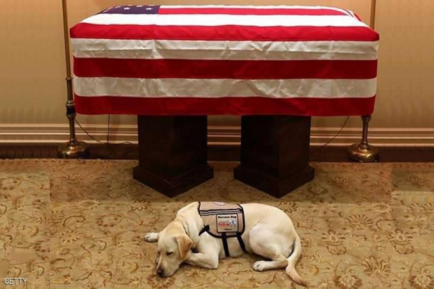 صورة تجسد الوفاء:كلب بوش لا يتخلى عنه حتى بعد موته