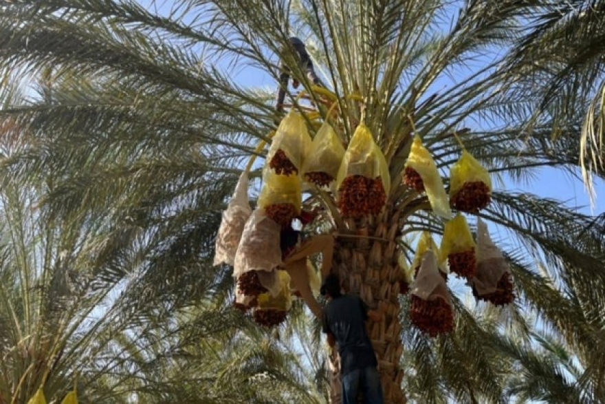 اتحاد الفلاحة يدعو لإيجاد أسواق جديدة يُثمّن فيها المنتوج التونسي من التمور