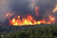 سليانة:النيران تلتهم 8 هكتارات من الصنوبر بغابات كسرى