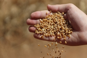 مسؤول مصري: العقوبات على روسيا ستُعطل واردات القمح وأوكرانيا لن تكون قادرة على التصدير