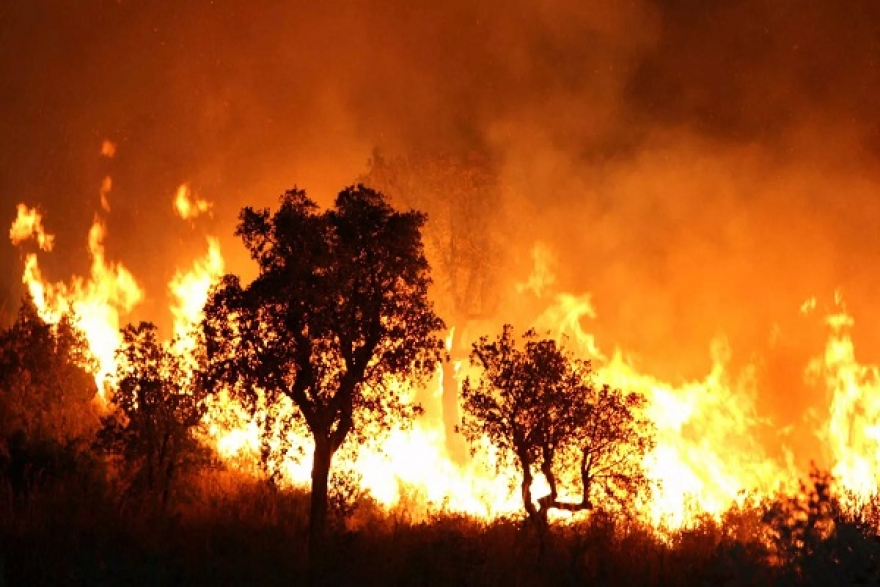 الجزائر: وفاة 26 شخصا جرّاء الحرائق
