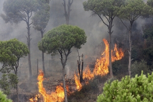 الحرائق تجتاج لبنان و نجوم يعبرون عن غضبهم (صور)