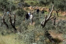 مستوطنون يقتلعون 300 شجرة زيتون في قرية غرب بيت لحم