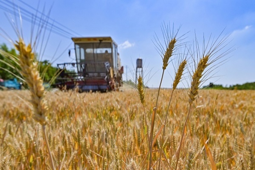 بعد عمليات تسليم الحبوب الأوكرانية: تسجيل انخفاض في أسعار الغذائية العالمية