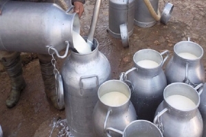 الاتحاد التونسي للفلاحة والصيد البحري يتمسك بزيادة 715 مليما في سعر الحليب للمربي