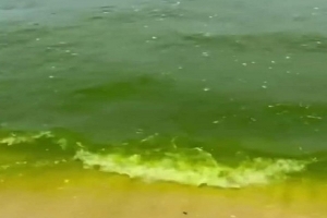 وكالة حماية الشريط الساحلي توضح بخصوص تغيّر لون مياه شاطئ حمام الأنف