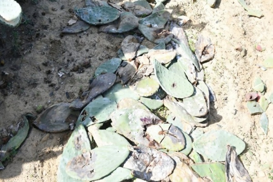 نابل...وزير الفلاحة يعاين إجراءات الحد من انتشار آفة الحشرة القرمزية