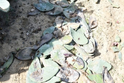 نابل...وزير الفلاحة يعاين إجراءات الحد من انتشار آفة الحشرة القرمزية