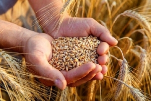 بعد القرار الروسي تعليق العمل بصفقة الحبوب...ارتفاع أسعار القمح