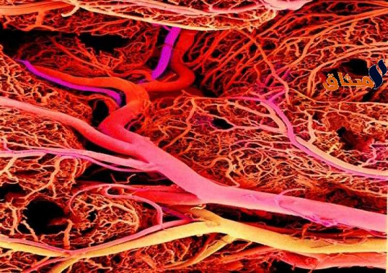 علماء يبتكرون طريقة جديدة لترميم الأوعية الدموية